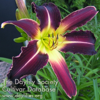 Daylily Stonehill's African Night